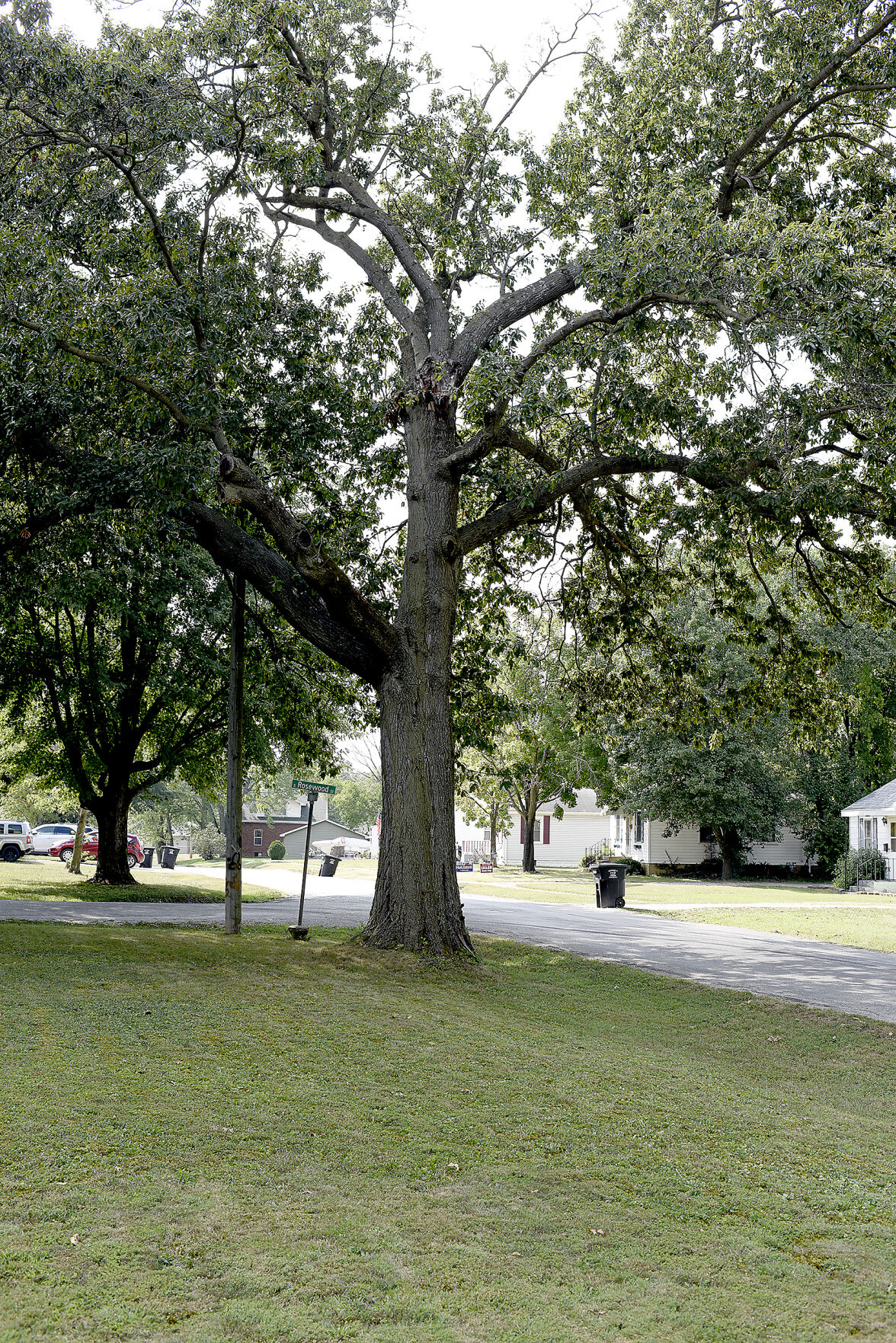 Tree dispute falls on city